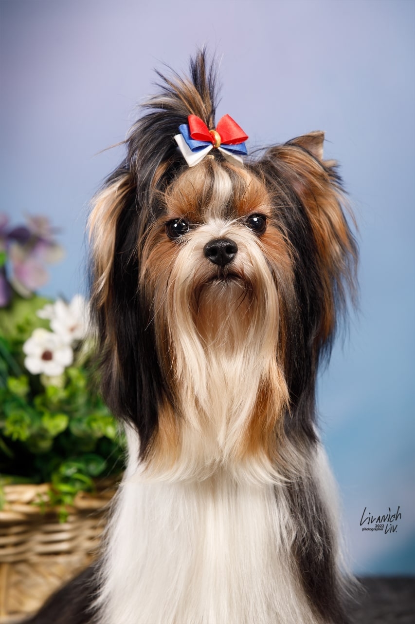 ХАНТЕР РОЛЬФ С РОМАШКИНОЙ ЛУЖАЙКИ