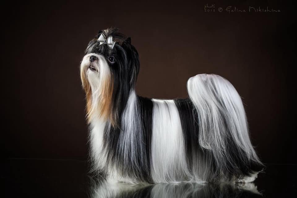 АНИТА АДИАРИ - ФИМ ДЕ МИКАЛАНИРА