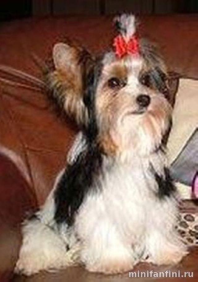 ZIG ZAG VON DER HEMSBACH