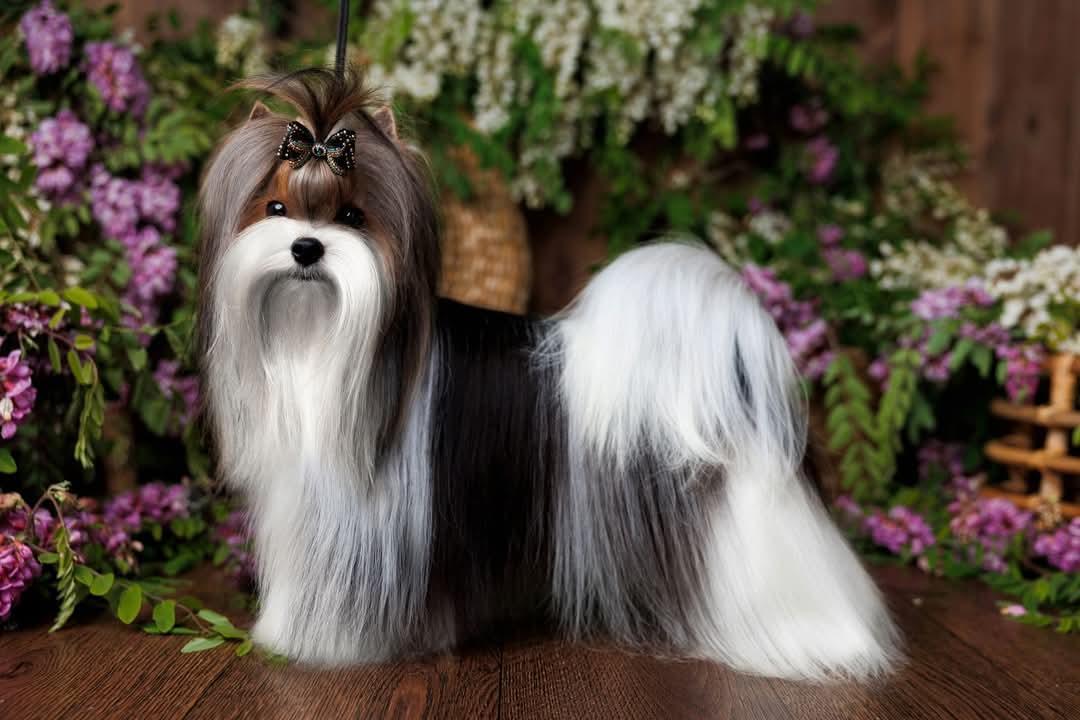 ХАУЗ БЛЭЙК БИСТ НОРИС ВИС