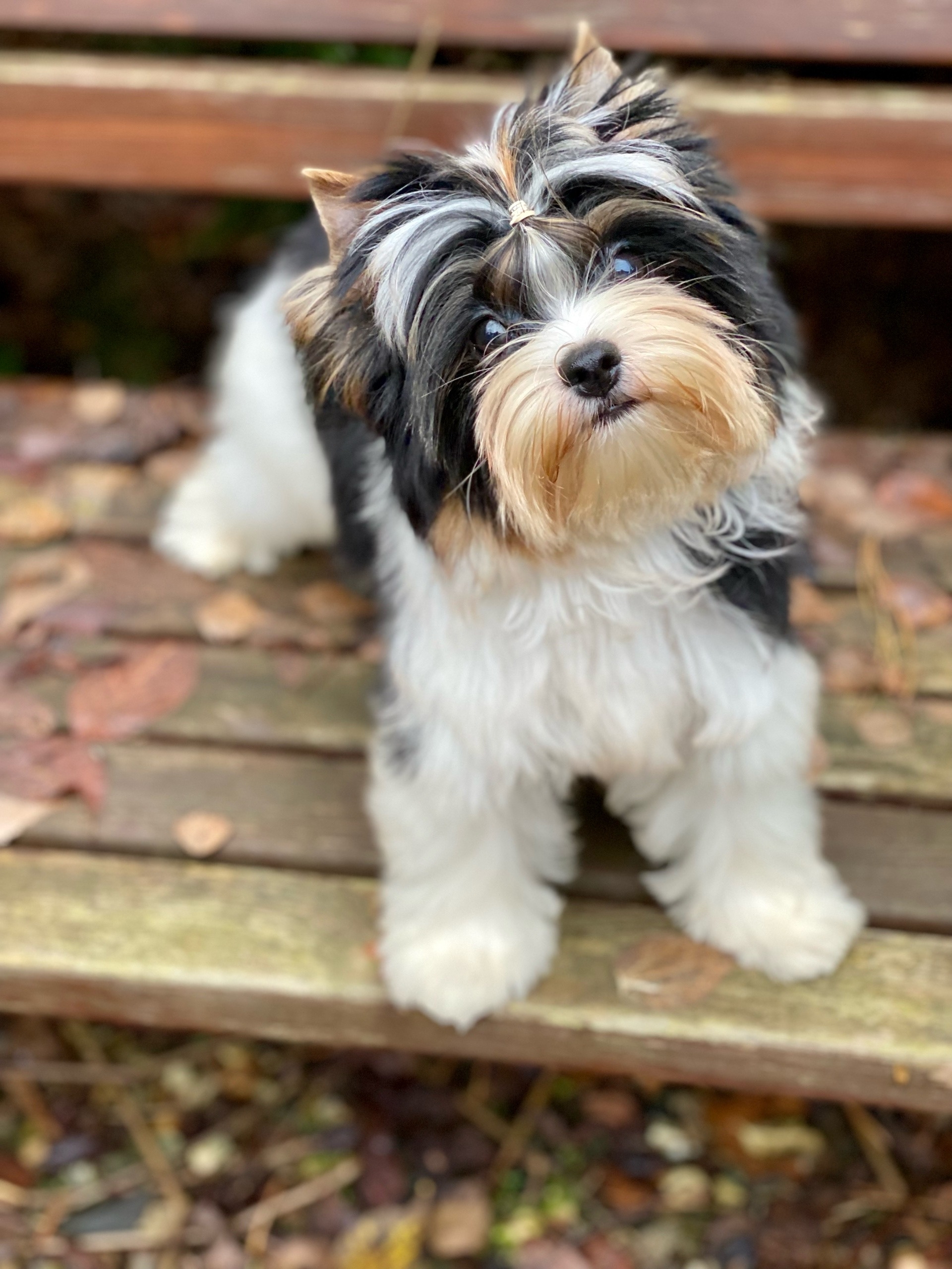 TSVETOCHEK ALENKIY DE MIKALANIRA